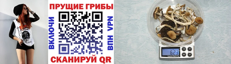 Галлюциногенные грибы Psilocybine cubensis Гусев